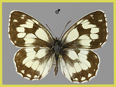 M. galathea